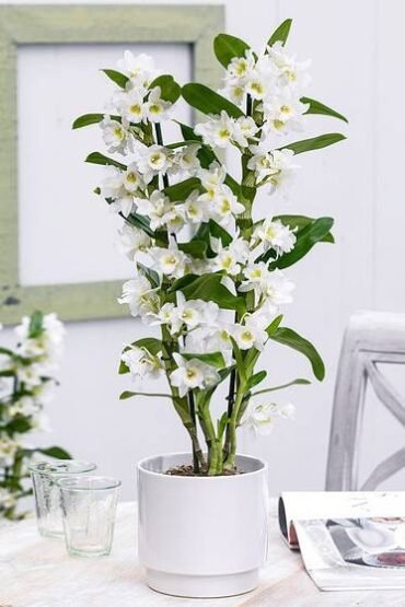 Dendrobium Nobile Starclass Your Guide To Vibrant Orchids Unleash