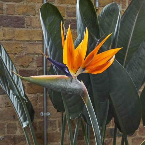 Low Light Indoor Plant Reggie aka Bird of Paradise Souq