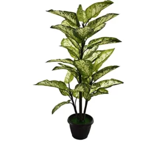 Evergreen Plant