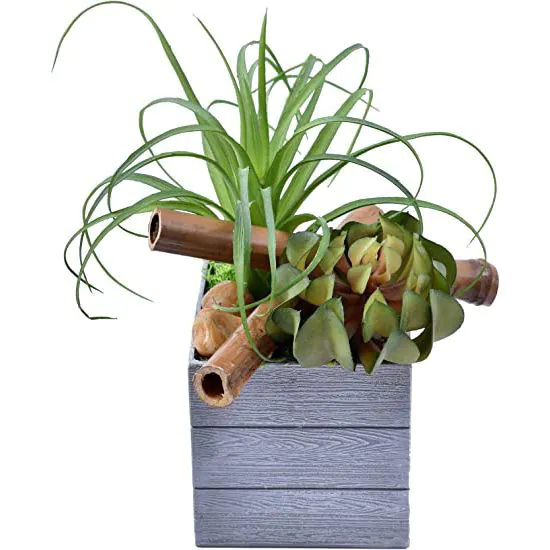 Potted Succulents Plant