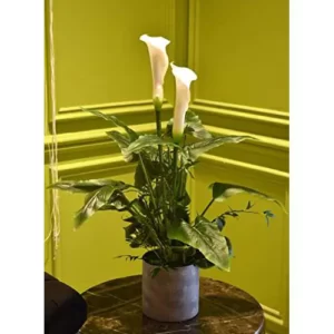 Calla Lily Flowers