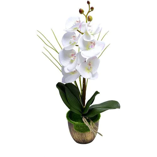 Orchid Flower Plant
