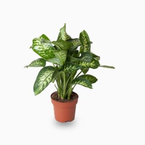 Dieffenbachia Or Maroba