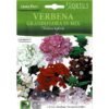 Verbena Grandiflora