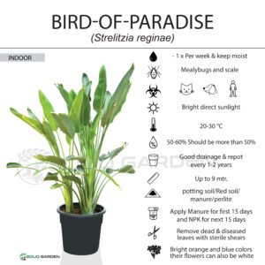 Bird-of-paradise