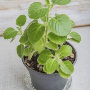 Cuban Oregano