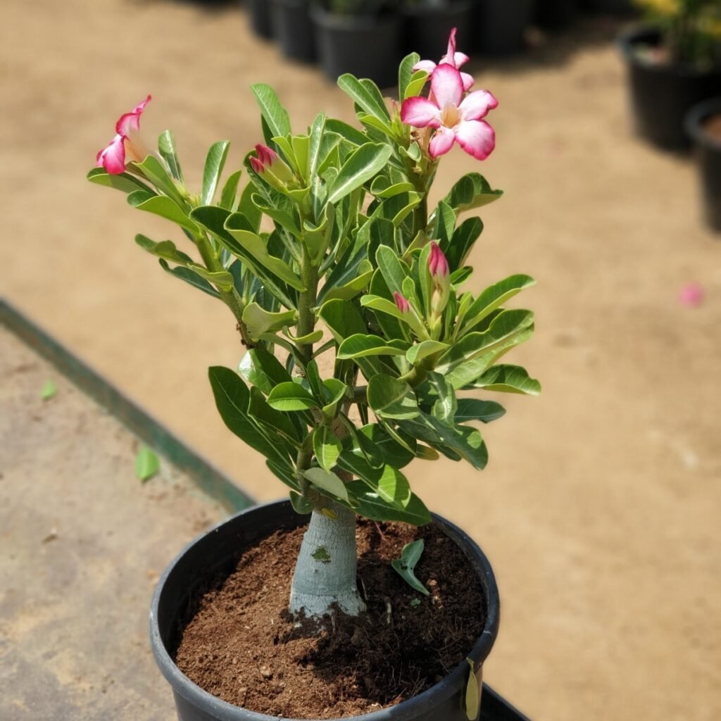 Desert Rose - Souq Garden