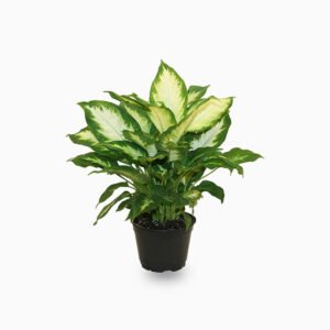 Dieffenbachia-Camilla