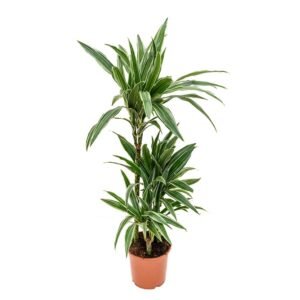 Dracaena Warneckii