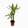 Dracaena-yellow-coast