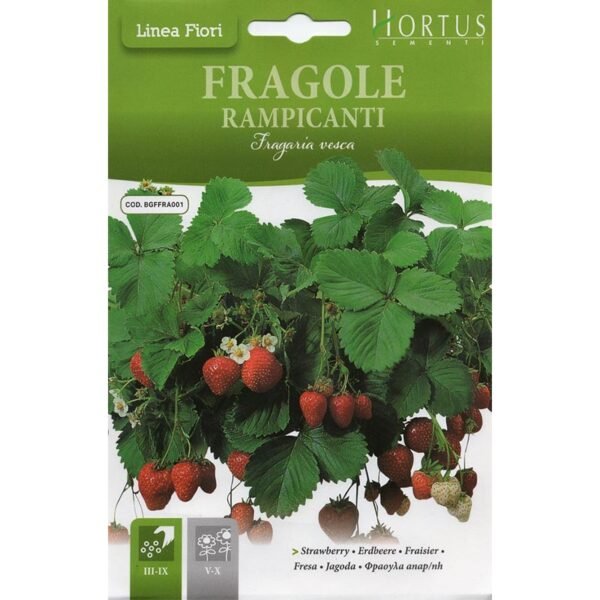 Strawberry Fragole Rampicanti