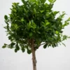 Ficus Panda