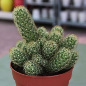 Hedgehog Cactus