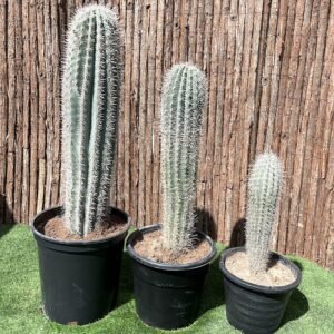 Saguaro cactus