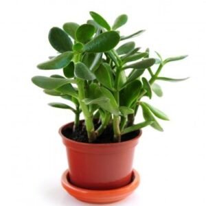 Jade plant