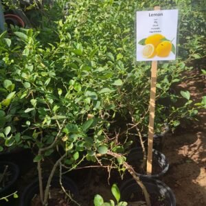 Lemon Tree