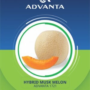 Advanta 1721 Hybrid Musk Melon