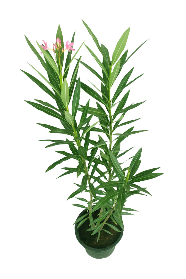Oleander-1