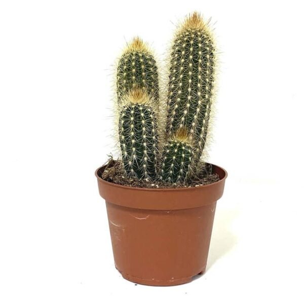 Pachy-Cactus