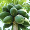 Papaya