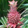 Pineapple Red