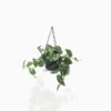 Satin Pothos Hanging