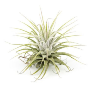 air plant Tillandsia