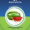 Advanta 1405 Hybrid Watermelon