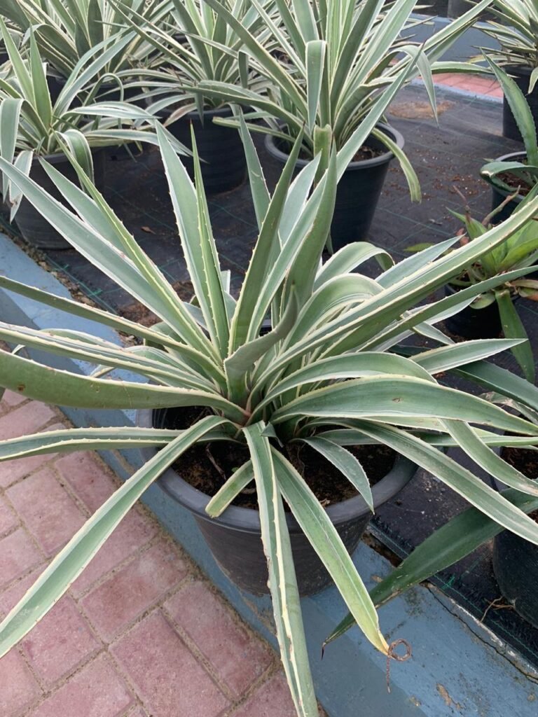 Agave Americana Marginata - Souq Garden