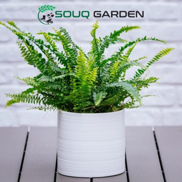 boston fern