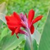 Canna lilly