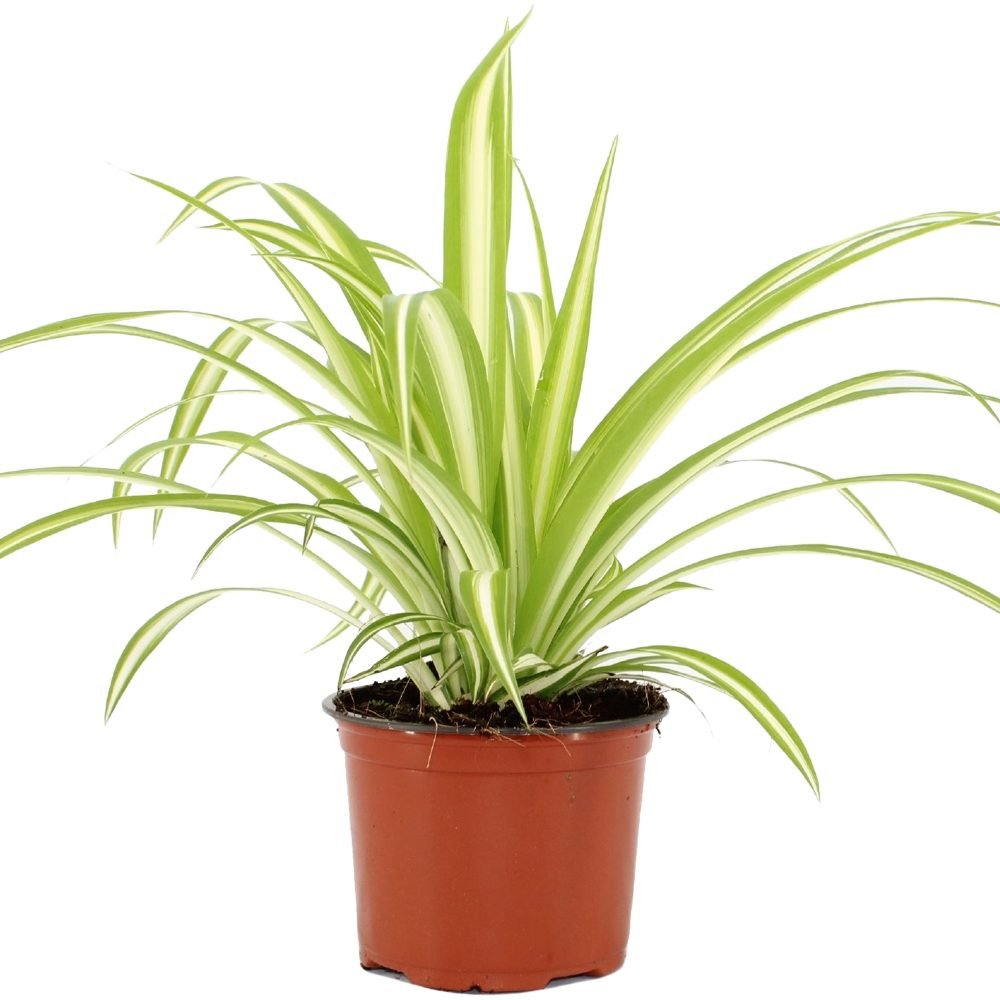 Souq Garden| Best Online Plants Shop in UAE