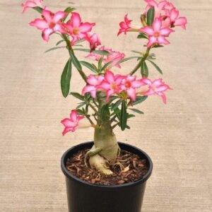 Desert Rose - Adenium Obesum
