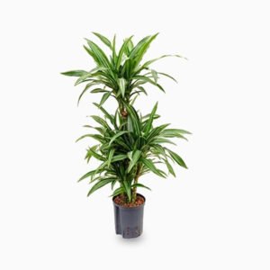 Dracaena fragrans deremensis “Ulises”