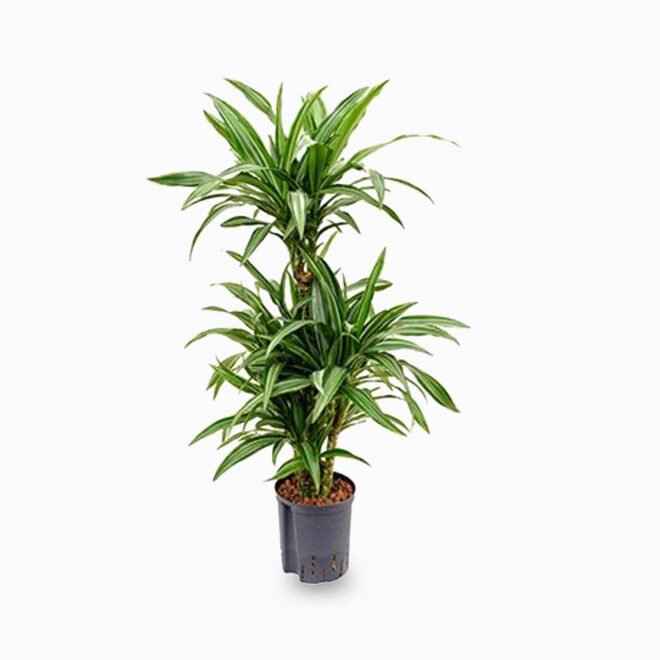 Souq Garden| Best Online Plants Shop in UAE