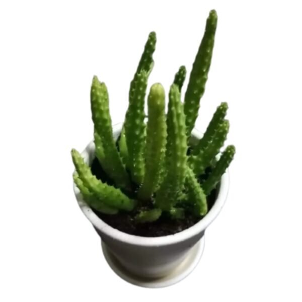 Caralluma Cactus