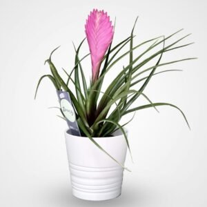 Tillandsia Cyanea Pink Quill