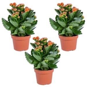 Kalanchoe – Souq Garden