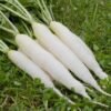 radish white