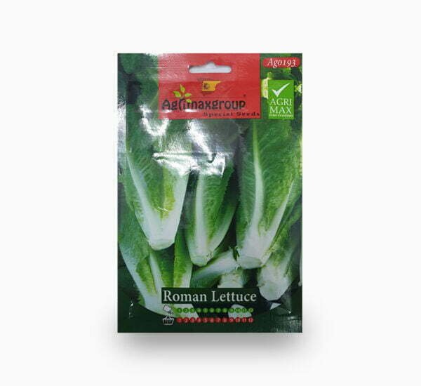 Roman Lettuce Seeds