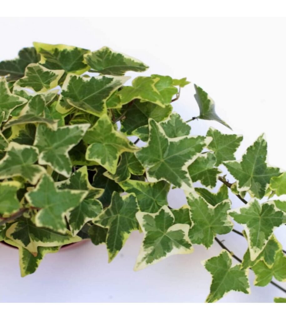 English Ivy Variegated - Souq Garden