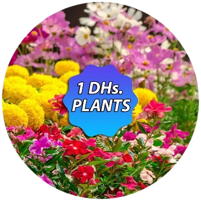 1 DHs Plants