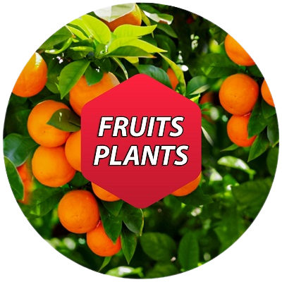 Fruits Plants