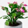 Christmas Cactus