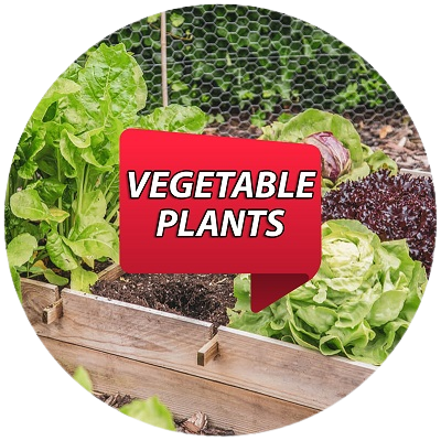 Vegetable Plants