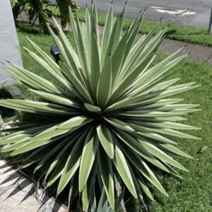 Variegated Caribbean Agave-Agave angustifolia