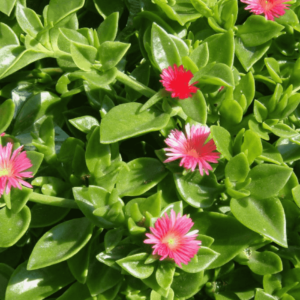 Baby Sun Rose-Aptenia cordifolia