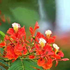 Delonix regia