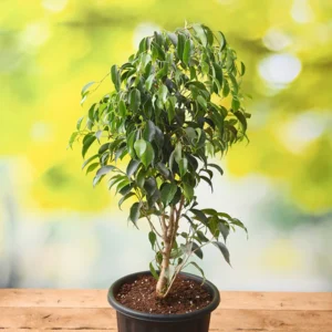 Ficus benjamina