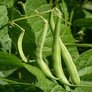 French beans